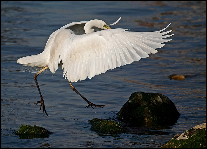 Great Egret