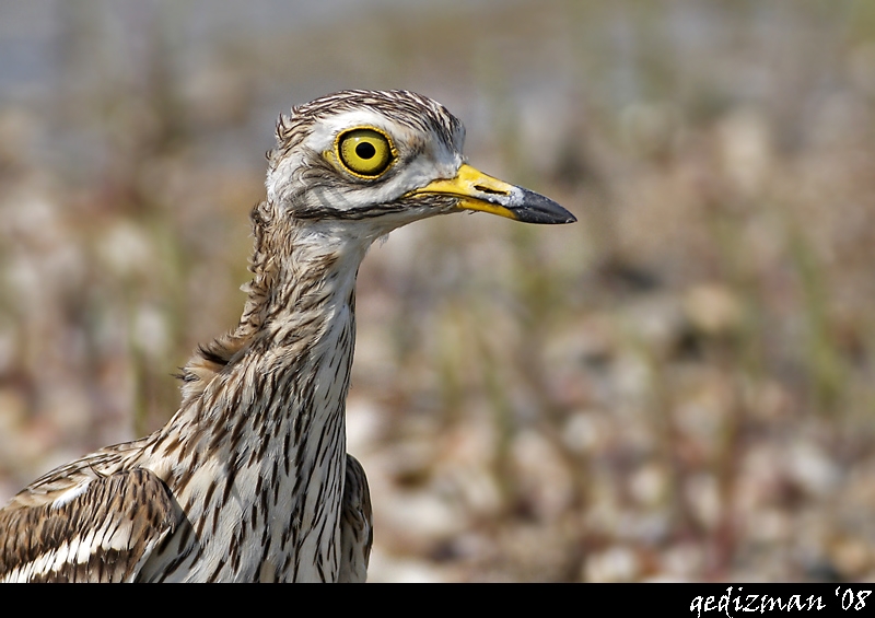 Eurasian Stone-curlew