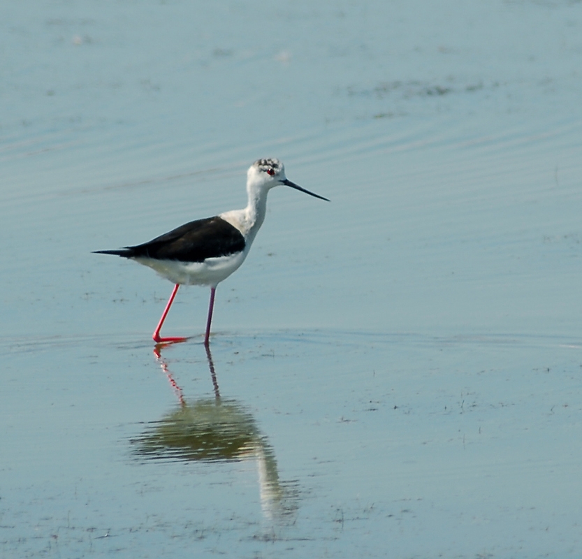 Black-winged Stilt