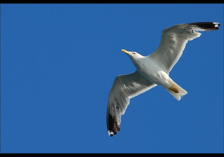 Yellow-legged Gull