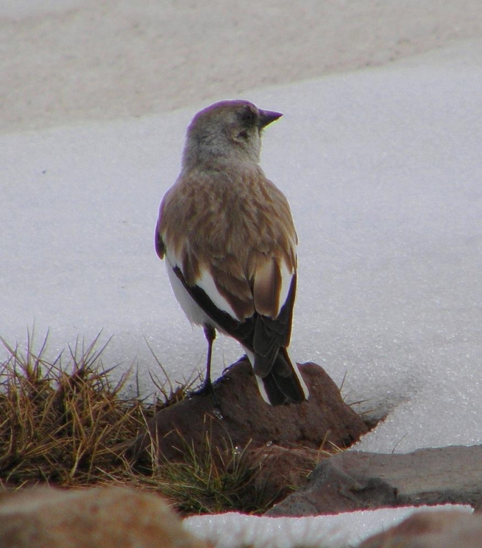 White-winged Snowfinch