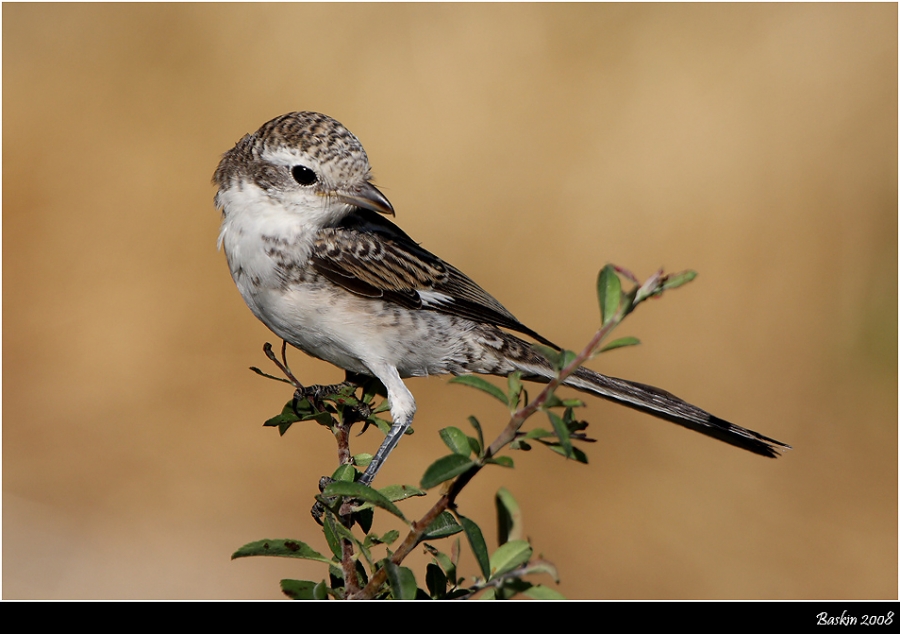 Masked Shrike