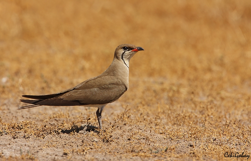 Collared Pratincole