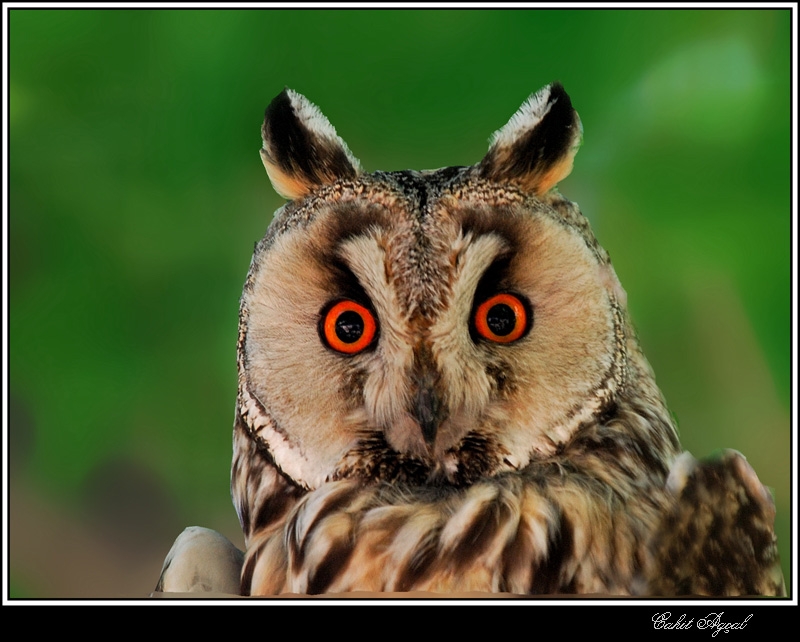 Long-eared Owl