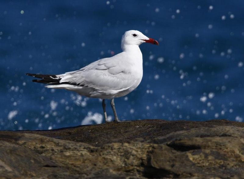 Audouin`s Gull