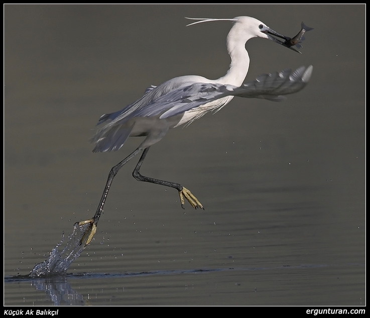 Little Egret
