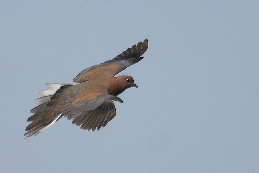 Laughing Dove