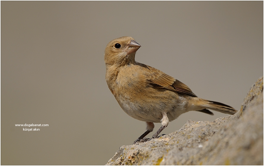 Crimson-winged Finch