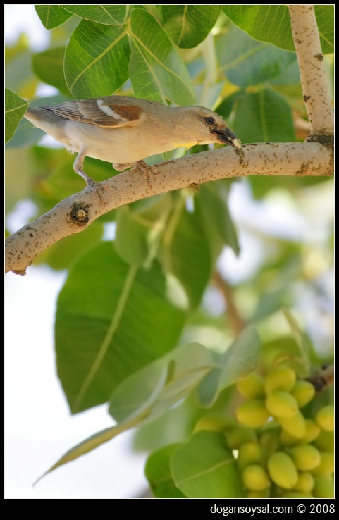 Yellow-throated Sparrow
