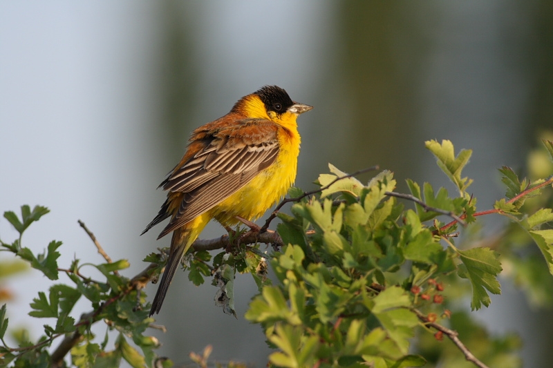 Black-headed Bunting