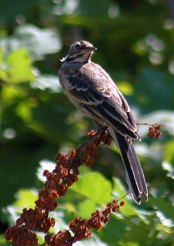 White Wagtail