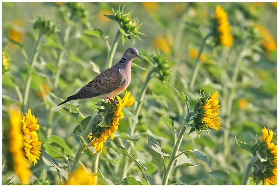 European Turtle Dove
