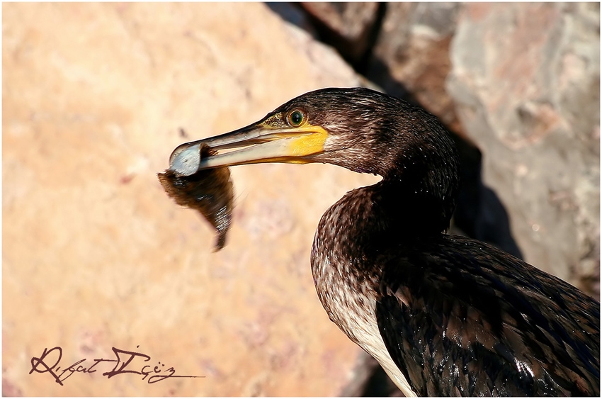 Great Cormorant
