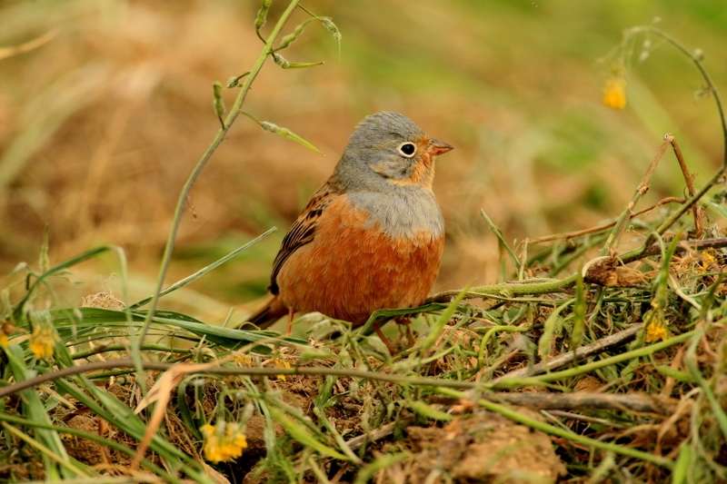 Cretzschmar`s Bunting