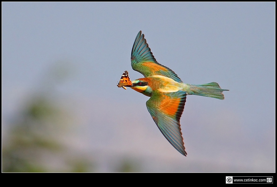European Bee-eater