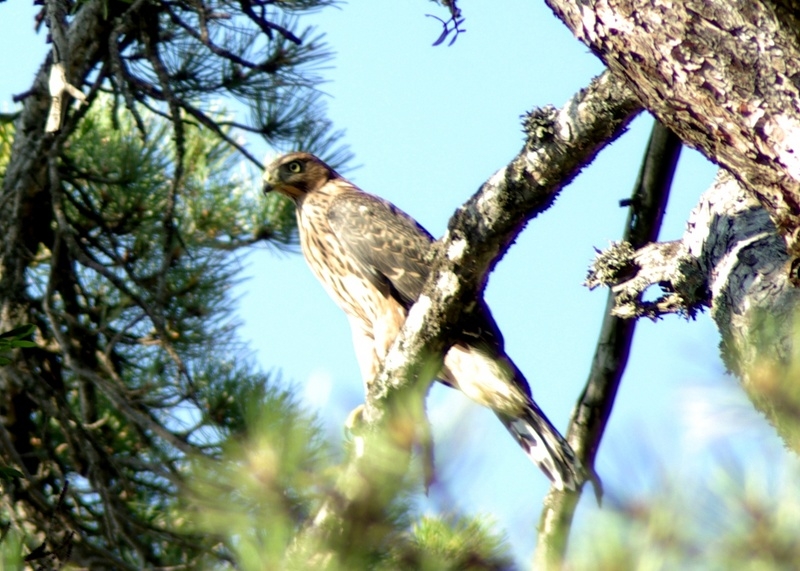 Eurasian Goshawk