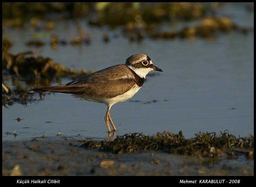 Little Ringed Plover