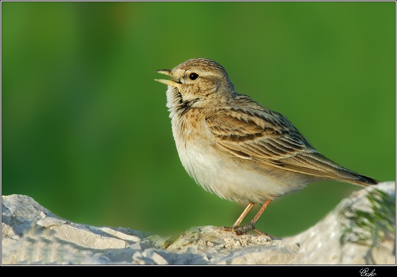 Bozkır Toygarı