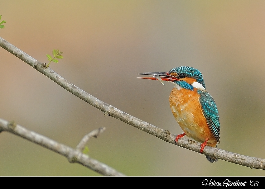Common Kingfisher