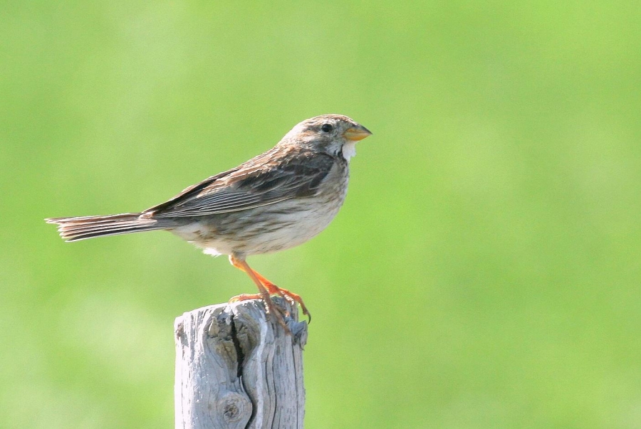 Corn Bunting