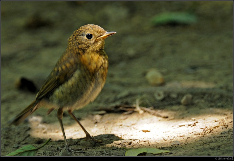 European Robin