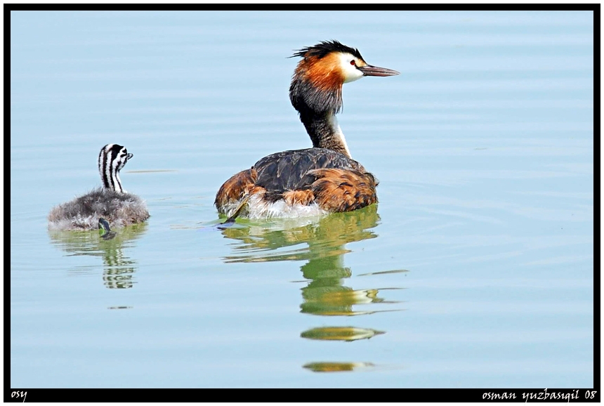 Great Crested Grebe