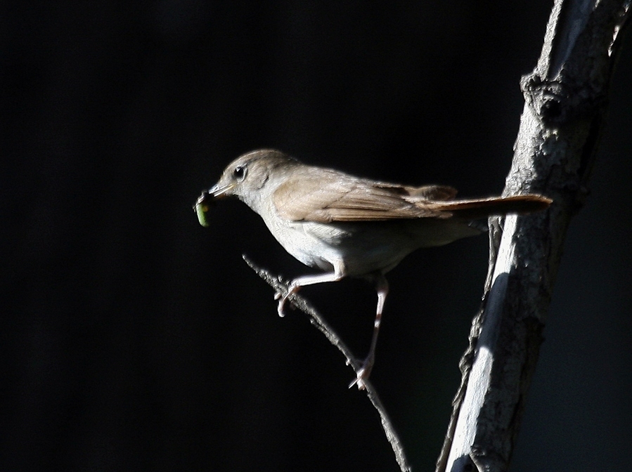 Common Nightingale