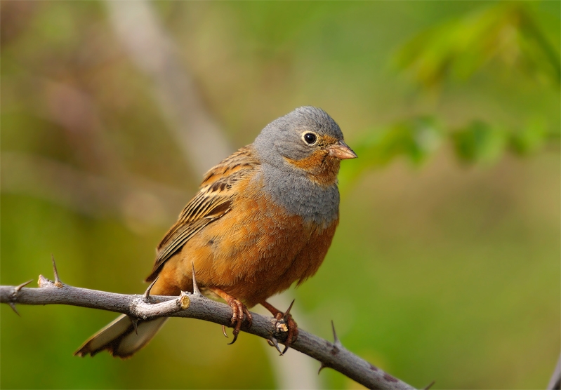 Cretzschmar`s Bunting