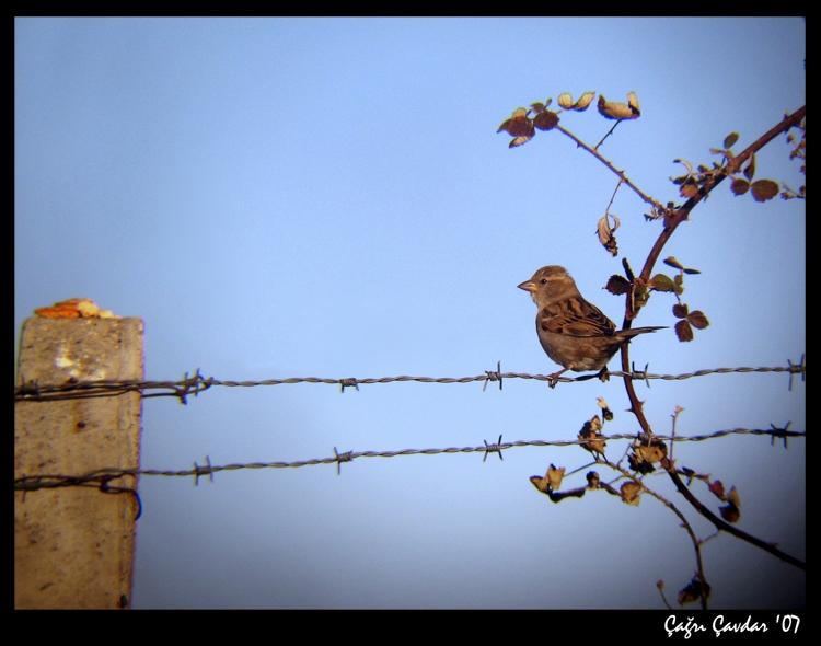House Sparrow
