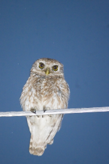 Little Owl