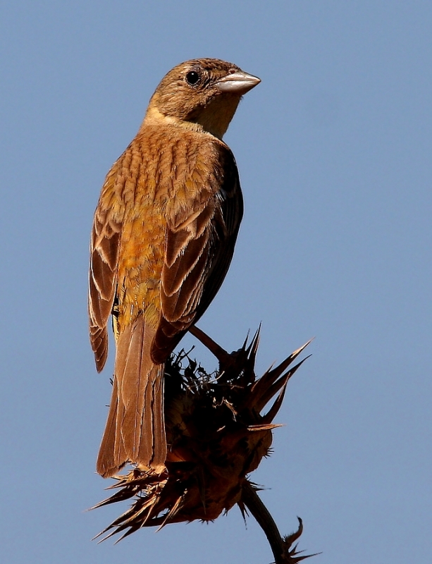Black-headed Bunting