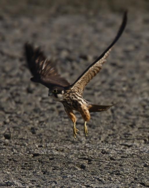 Eurasian Hobby