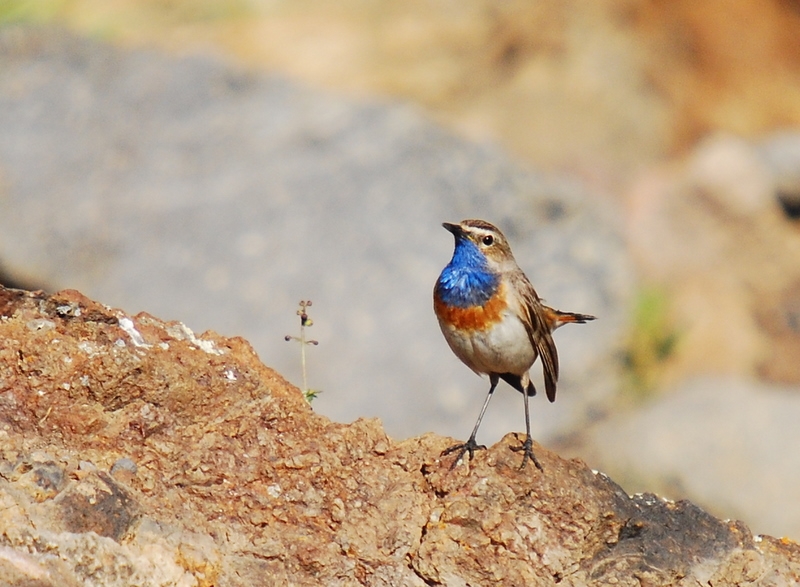 Bluethroat