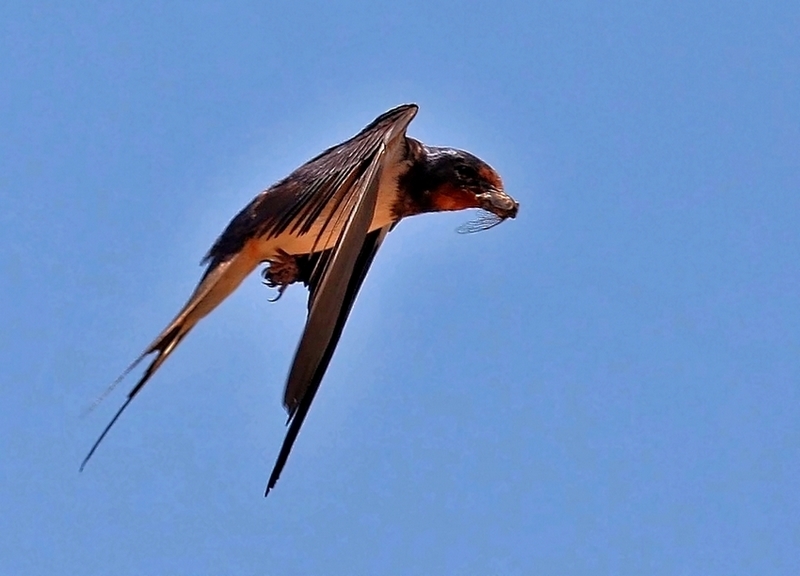Barn Swallow