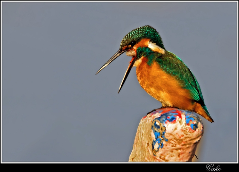 Common Kingfisher
