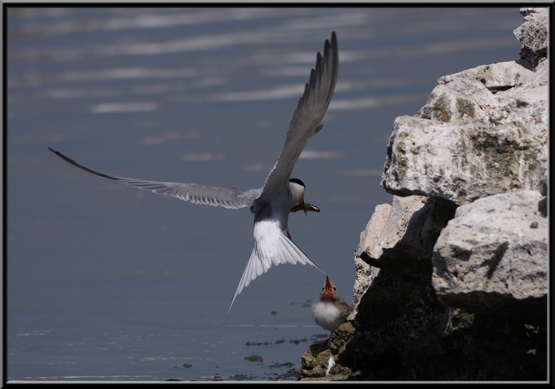 Common Tern
