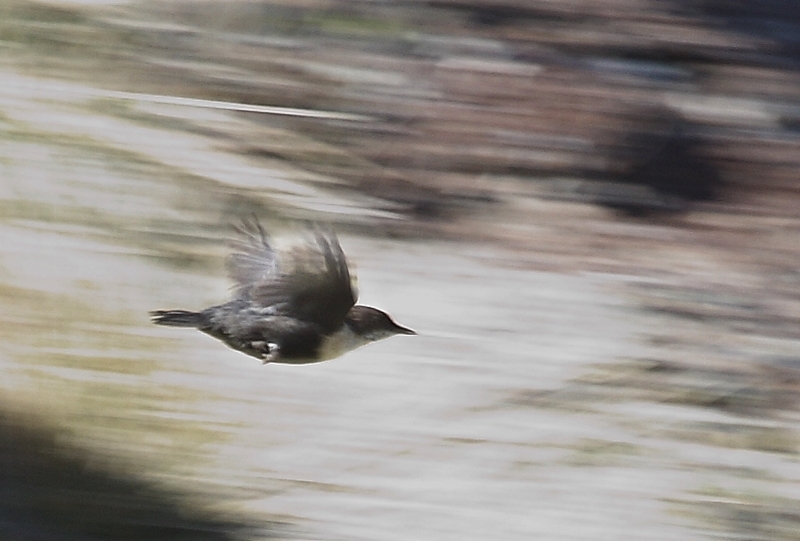 White-throated Dipper
