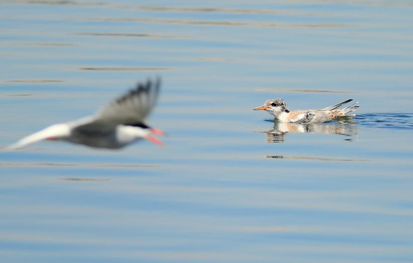 Common Tern