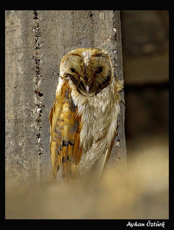 Western Barn Owl