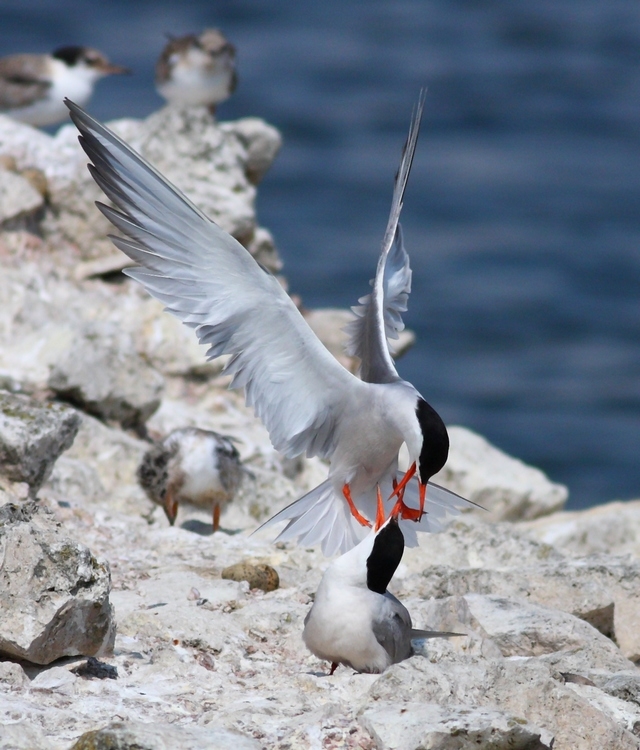 Common Tern