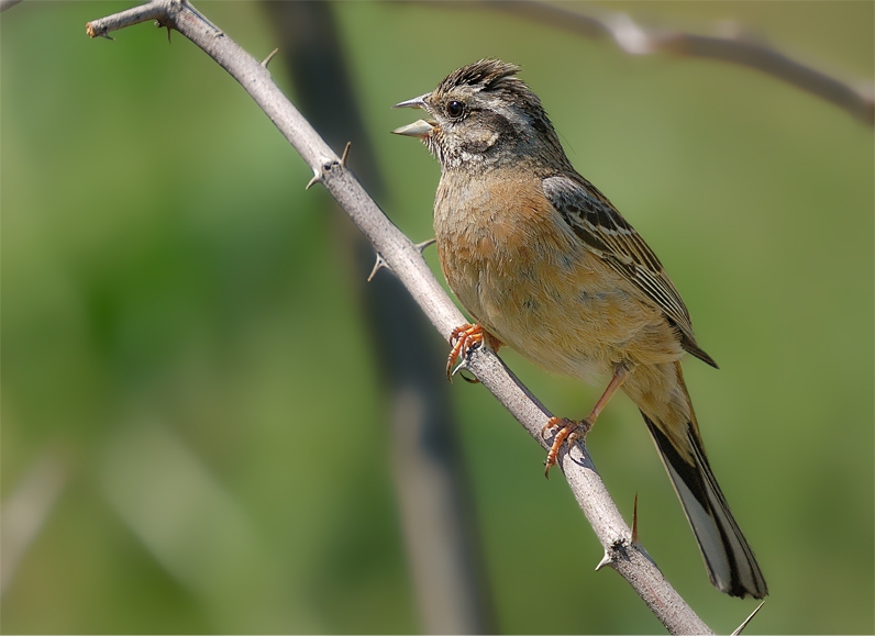 Rock Bunting