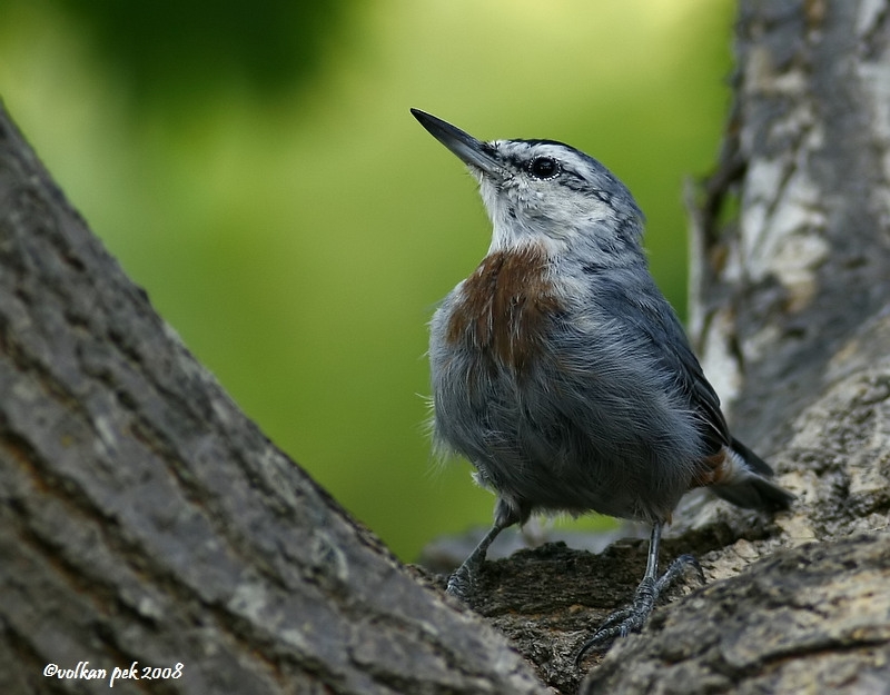 Krüper`s Nuthatch