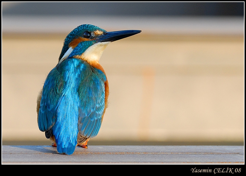 Common Kingfisher