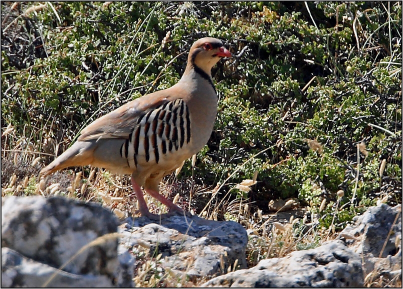 Chukar Partridge