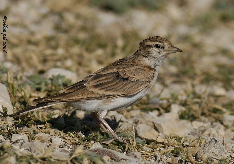Greater Short-toed Lark