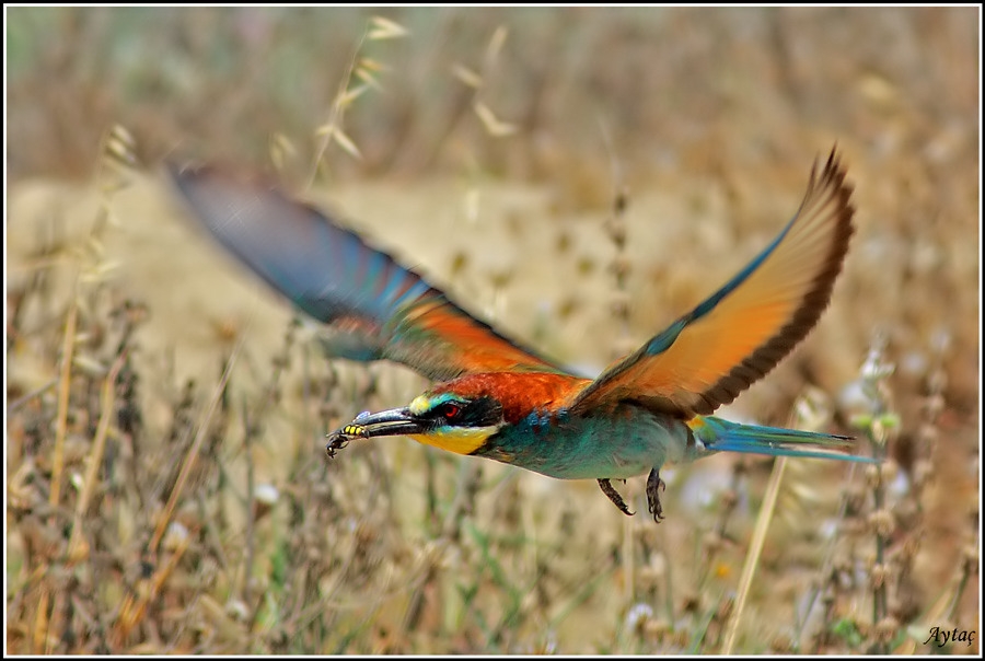 European Bee-eater