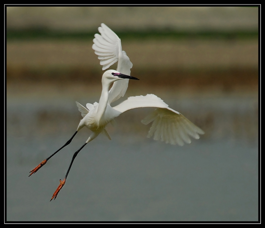 Little Egret