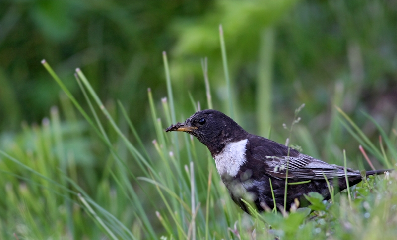 Ring Ouzel