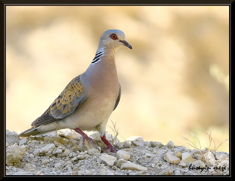 European Turtle Dove