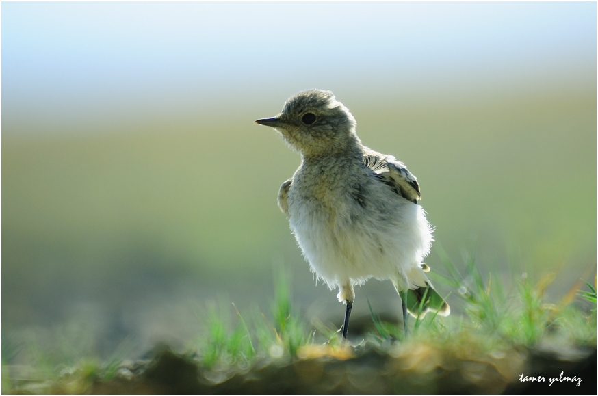 Isabelline Wheatear